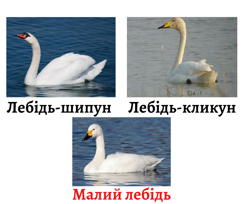 Додайте заголовок