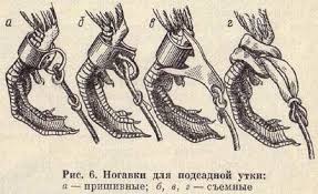 ногавка