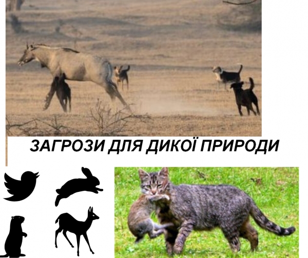 Чому собак і котів вважають загрозою дикій природі