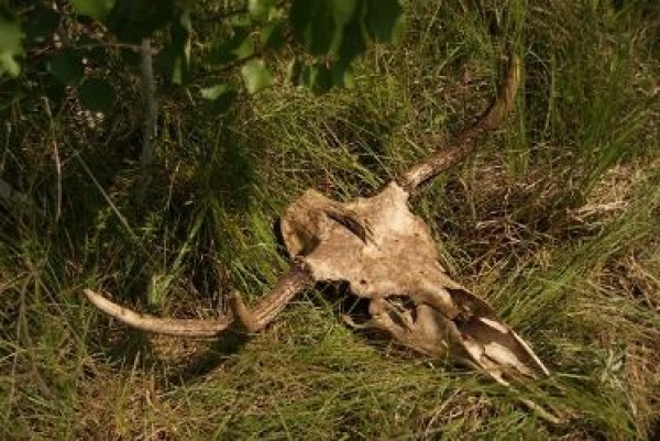 Заповідна прірва для мисливства
